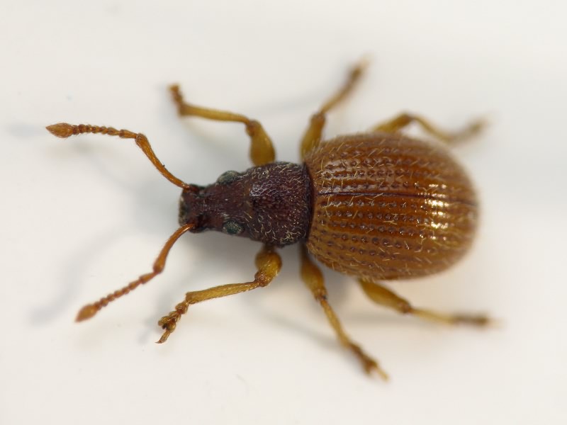 Urometopus strigifrons (Gyllenhal, 1834)